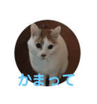 愛猫メイちゃんスタンプ（個別スタンプ：1）