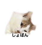 愛猫メイちゃんスタンプ（個別スタンプ：3）