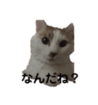 愛猫メイちゃんスタンプ（個別スタンプ：4）