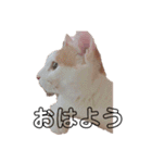 愛猫メイちゃんスタンプ（個別スタンプ：5）