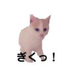 愛猫メイちゃんスタンプ（個別スタンプ：9）