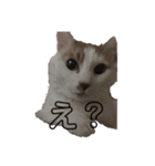愛猫メイちゃんスタンプ（個別スタンプ：11）