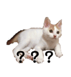 愛猫メイちゃんスタンプ（個別スタンプ：12）