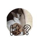 愛猫メイちゃんスタンプ（個別スタンプ：13）