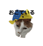 愛猫メイちゃんスタンプ（個別スタンプ：14）