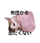 愛猫メイちゃんスタンプ（個別スタンプ：15）