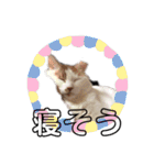 愛猫メイちゃんスタンプ（個別スタンプ：16）
