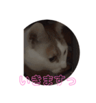 愛猫メイちゃんスタンプ（個別スタンプ：18）