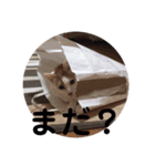 愛猫メイちゃんスタンプ（個別スタンプ：20）