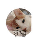 愛猫メイちゃんスタンプ（個別スタンプ：21）