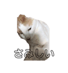 愛猫メイちゃんスタンプ（個別スタンプ：22）