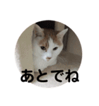 愛猫メイちゃんスタンプ（個別スタンプ：23）