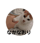 愛猫メイちゃんスタンプ（個別スタンプ：24）