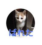 愛猫メイちゃんスタンプ（個別スタンプ：26）