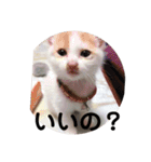 愛猫メイちゃんスタンプ（個別スタンプ：27）