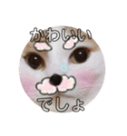 愛猫メイちゃんスタンプ（個別スタンプ：31）