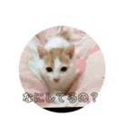 愛猫メイちゃんスタンプ（個別スタンプ：32）