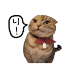 小判の日常（個別スタンプ：3）