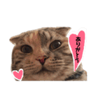 小判の日常（個別スタンプ：4）