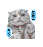 小判の日常（個別スタンプ：5）