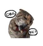 小判の日常（個別スタンプ：7）