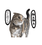 小判の日常（個別スタンプ：14）