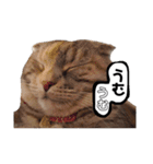小判の日常（個別スタンプ：16）