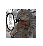 小判の日常（個別スタンプ：22）