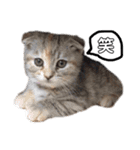 小判の日常（個別スタンプ：23）