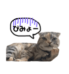 小判の日常（個別スタンプ：28）