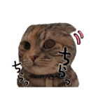 小判の日常（個別スタンプ：31）