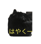黒猫こおちゃんスタンプฅ（個別スタンプ：1）