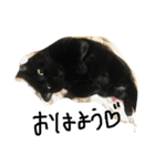 黒猫こおちゃんスタンプฅ（個別スタンプ：2）