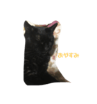 黒猫こおちゃんスタンプฅ（個別スタンプ：3）
