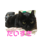 黒猫こおちゃんスタンプฅ（個別スタンプ：4）
