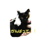 黒猫こおちゃんスタンプฅ（個別スタンプ：6）