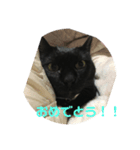 黒猫こおちゃんスタンプฅ（個別スタンプ：7）