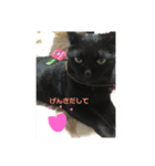 黒猫こおちゃんスタンプฅ（個別スタンプ：8）