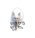 ブサ可愛いってこうゆうことだぞ？（個別スタンプ：1）