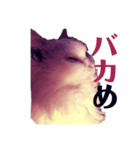 ブサ可愛いってこうゆうことだぞ？（個別スタンプ：4）