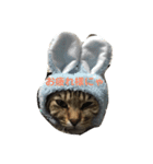 うちのボクにゃ（個別スタンプ：3）