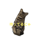 うちのボクにゃ（個別スタンプ：7）