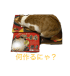 かぼすとみかんとゆずにゃ（個別スタンプ：8）