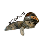 可愛い猫の咲ちゃんです（個別スタンプ：1）