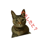 可愛い猫の咲ちゃんです（個別スタンプ：2）