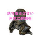 可愛い猫の咲ちゃんです（個別スタンプ：3）