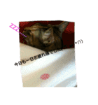 可愛い猫の咲ちゃんです（個別スタンプ：4）