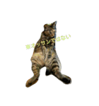 可愛い猫の咲ちゃんです（個別スタンプ：5）