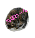 可愛い猫の咲ちゃんです（個別スタンプ：6）