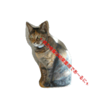 可愛い猫の咲ちゃんです（個別スタンプ：8）